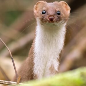 ferrets for sale​