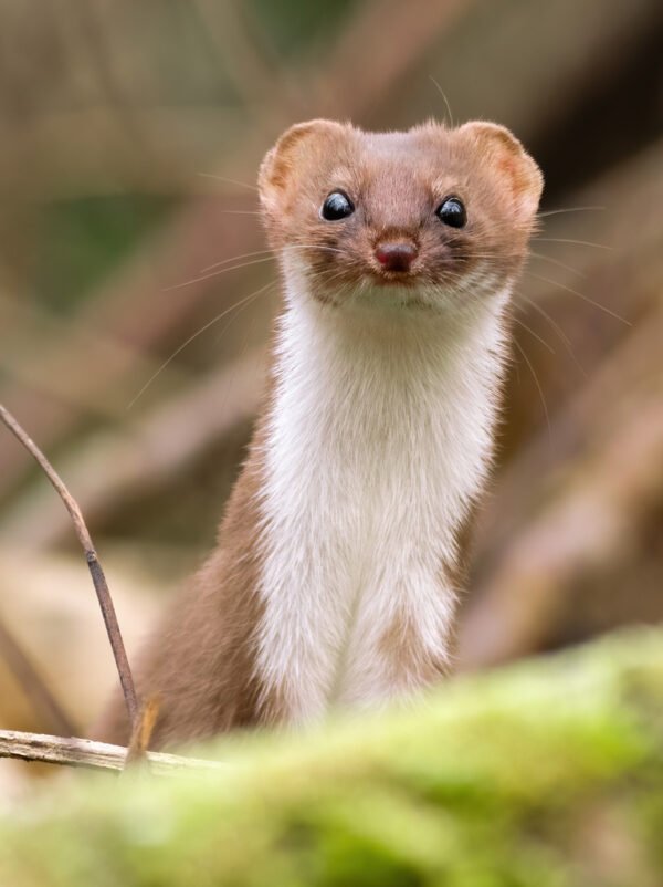 ferrets for sale​