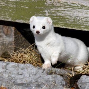 ferrets for sale​