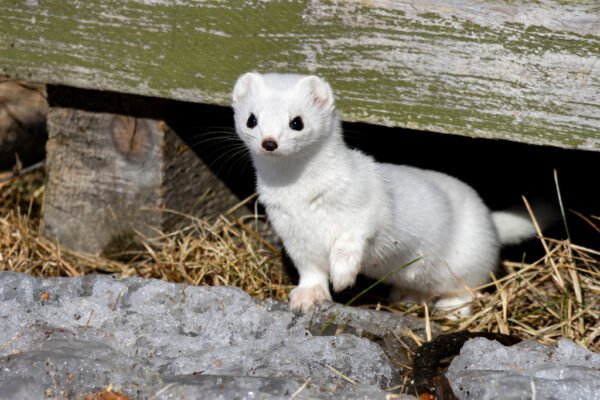 ferrets for sale​