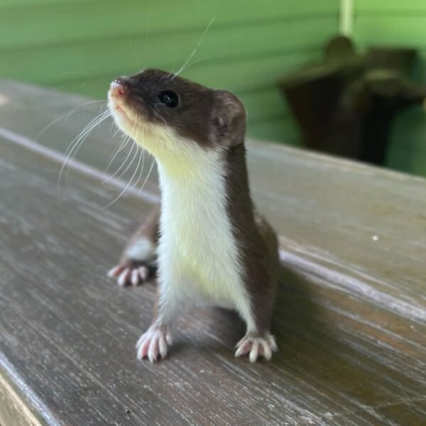 least weasel as a pet​