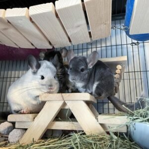 Hunter & Peanut – Chinchilla Pair