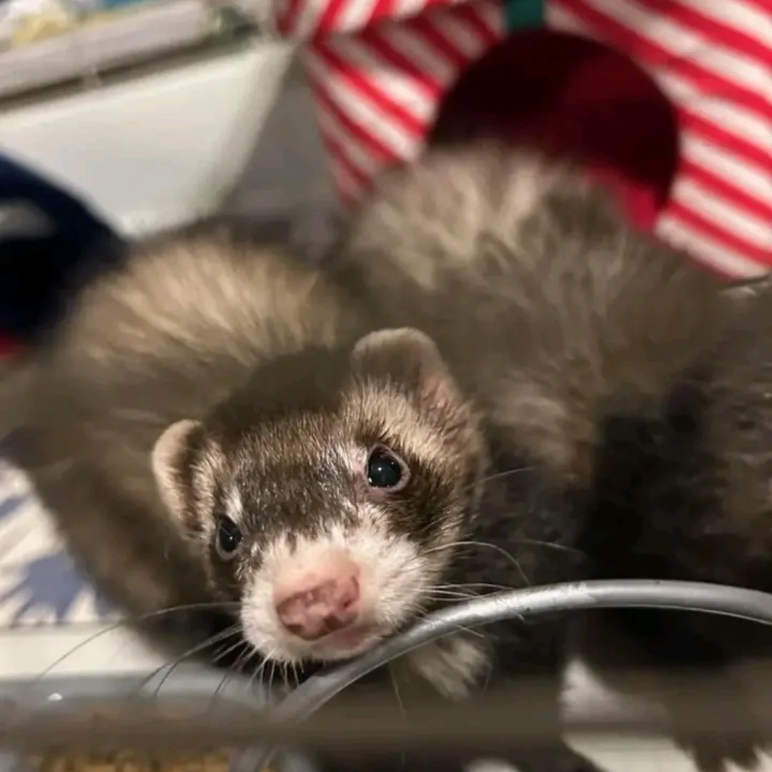 Bandit β Male Ferret