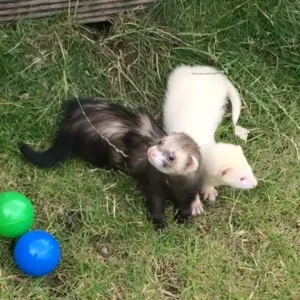 Ziggy & Milo – Ferret Pair