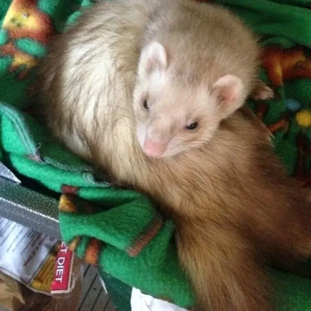 Loki β Female Ferret - Image 2