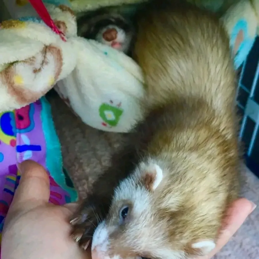 Loki β Female Ferret - Image 3