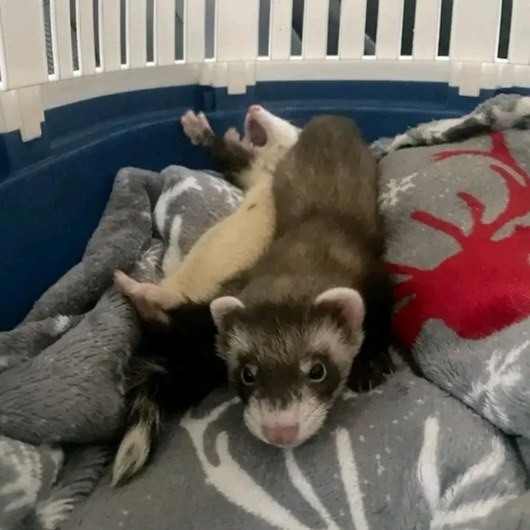 Bandit β Male Ferret - Image 2