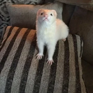 Shadow – Female Ferret