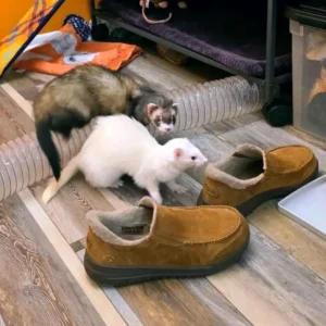 Rocket & Dexter – Ferret Pair