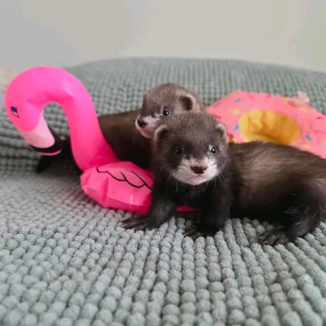 Bandit β Male Ferret - Image 3