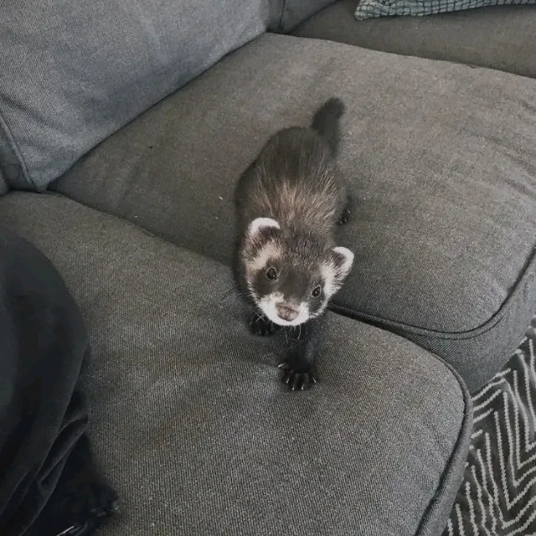 Bandit β Male Ferret - Image 4
