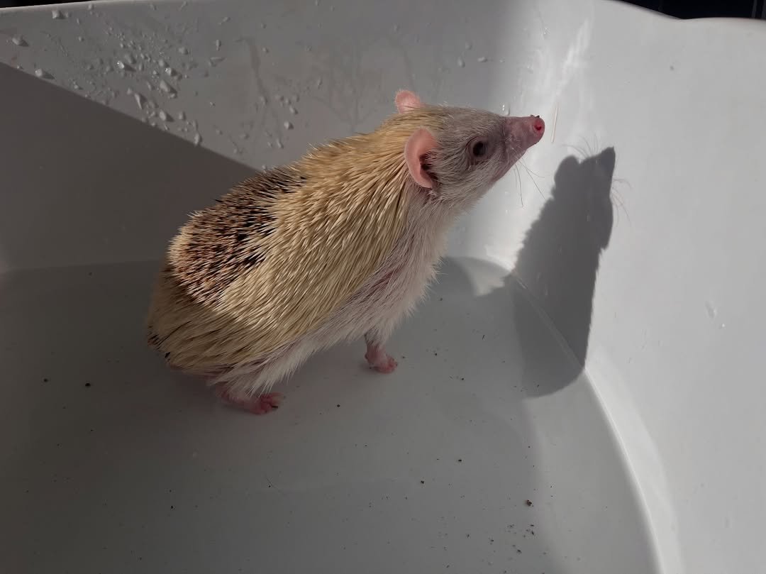 Bruno β Hedgehog Available - Image 2