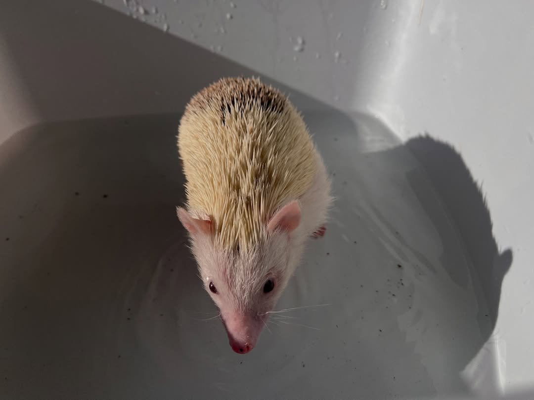 Bruno β Hedgehog Available - Image 3