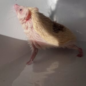Bruno β Hedgehog Available
