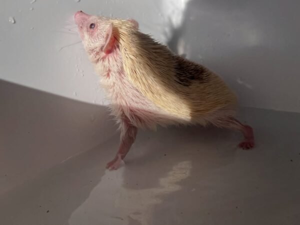 Bruno – Hedgehog Available