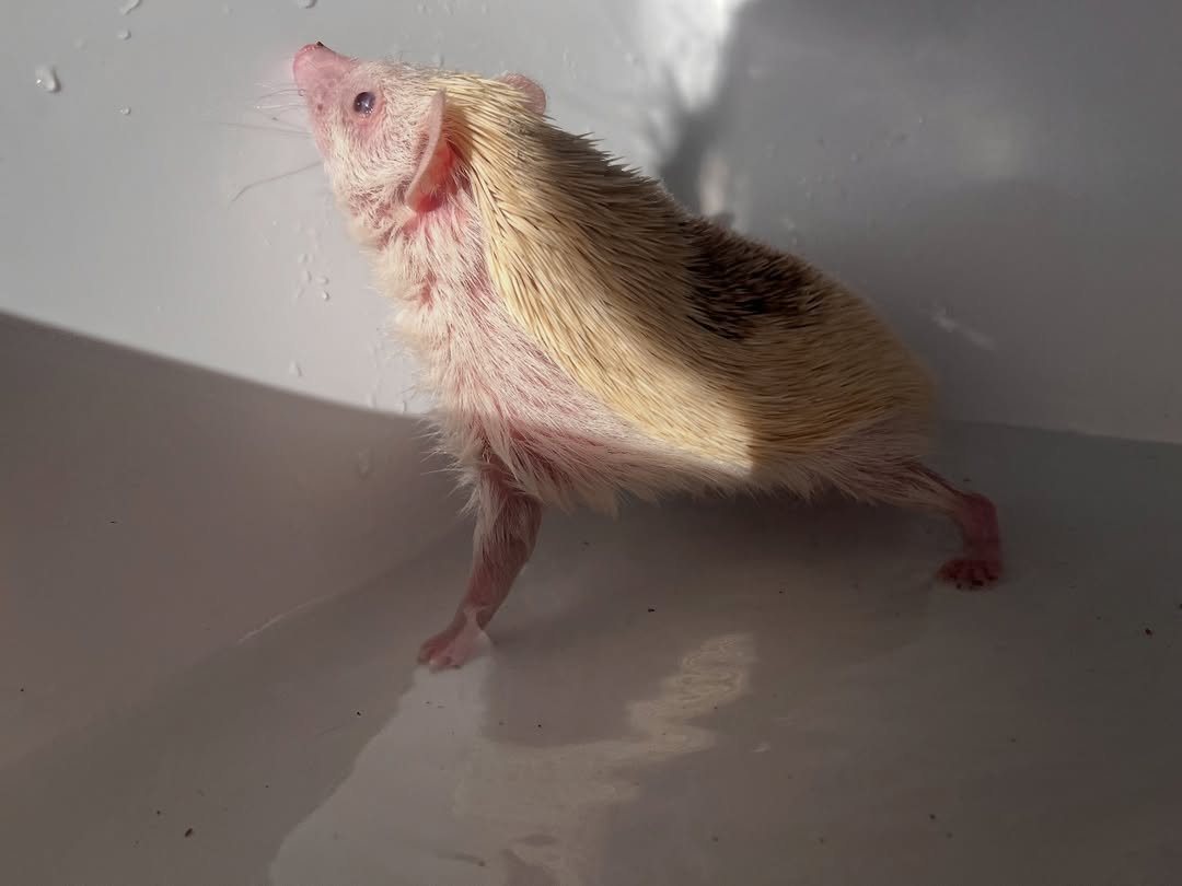 Bruno β Hedgehog Available