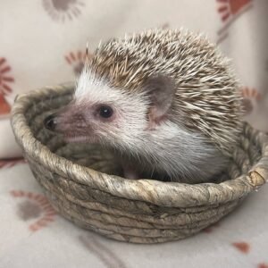 Ace β Hedgehog
