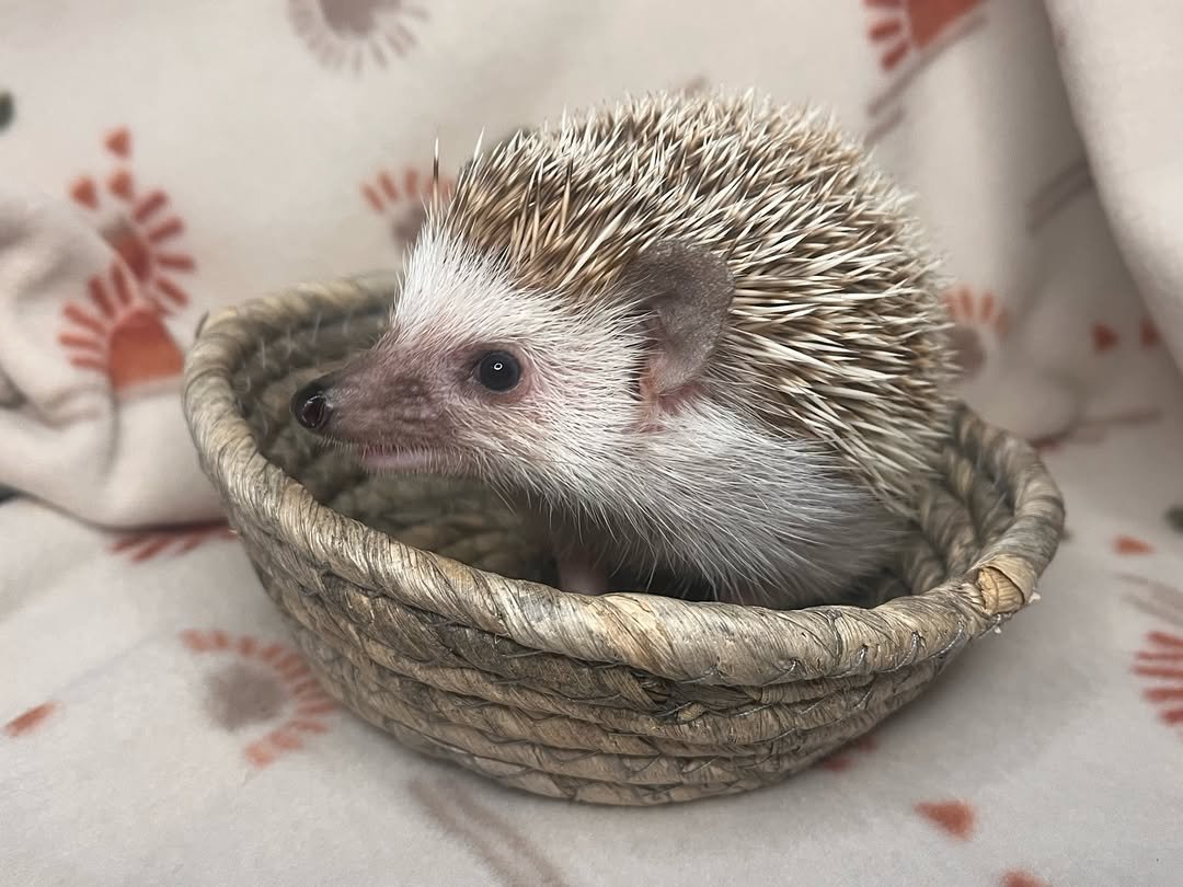 Ace β Hedgehog