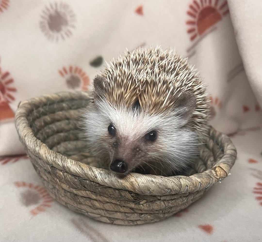 Ace β Hedgehog - Image 2