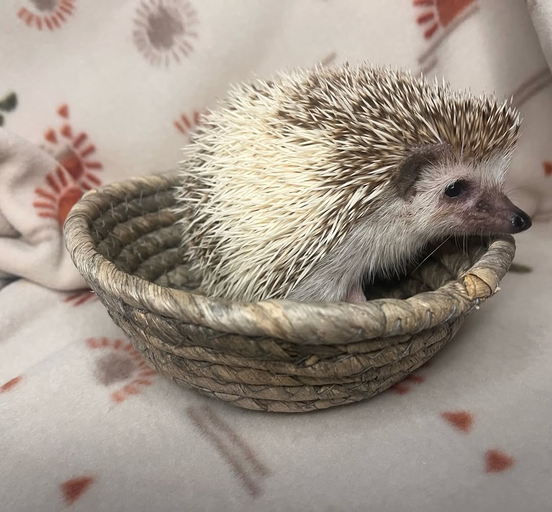 Ace β Hedgehog - Image 3