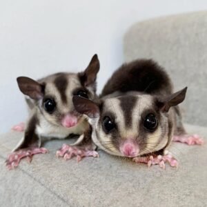 Oreo & Gizmo – Sugar Glider