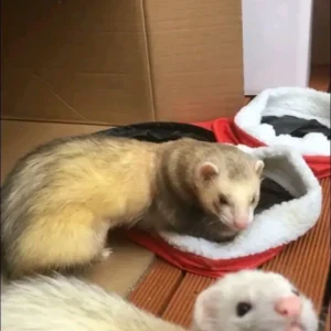Loki – Female Ferret