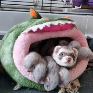 Ferrets Available for Reservation Only