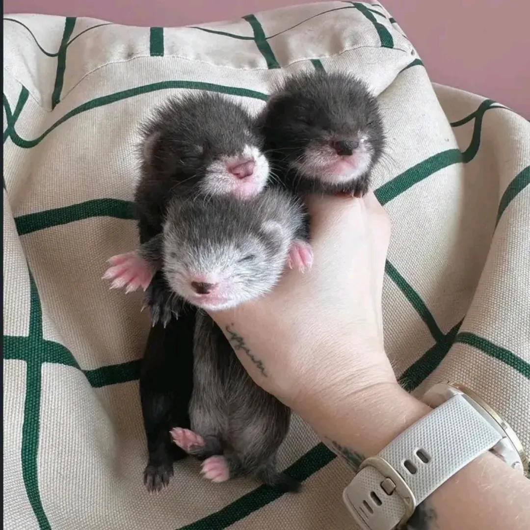 Ferrets Available for Reservation Only - Image 2