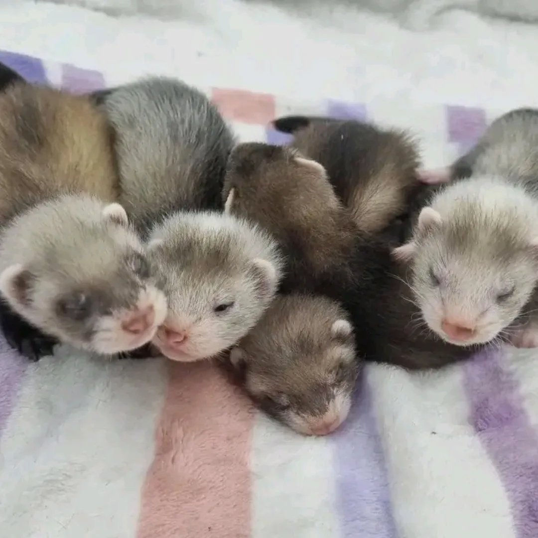Ferrets Available for Reservation Only - Image 3