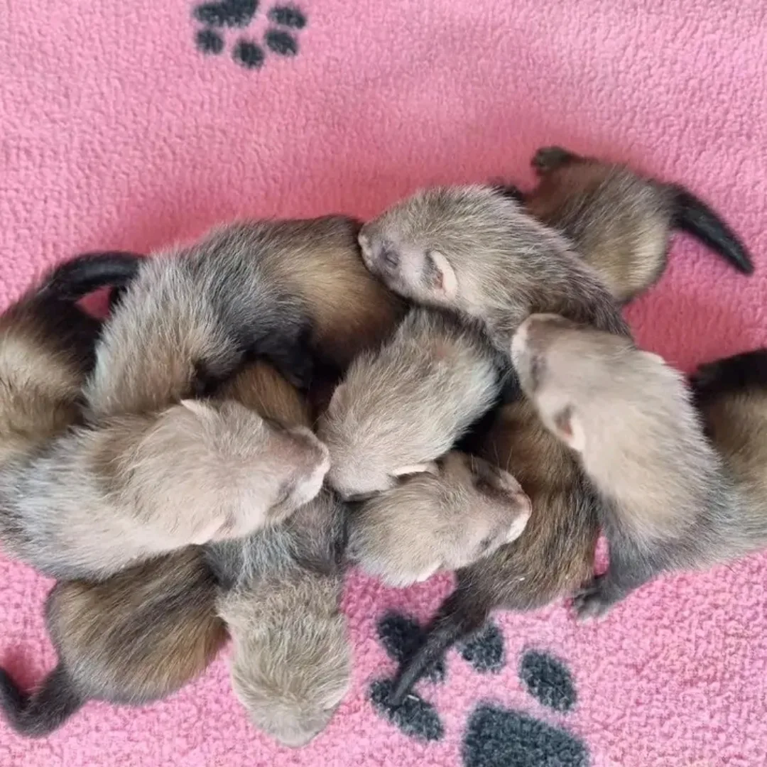 Ferrets Available for Reservation Only - Image 4