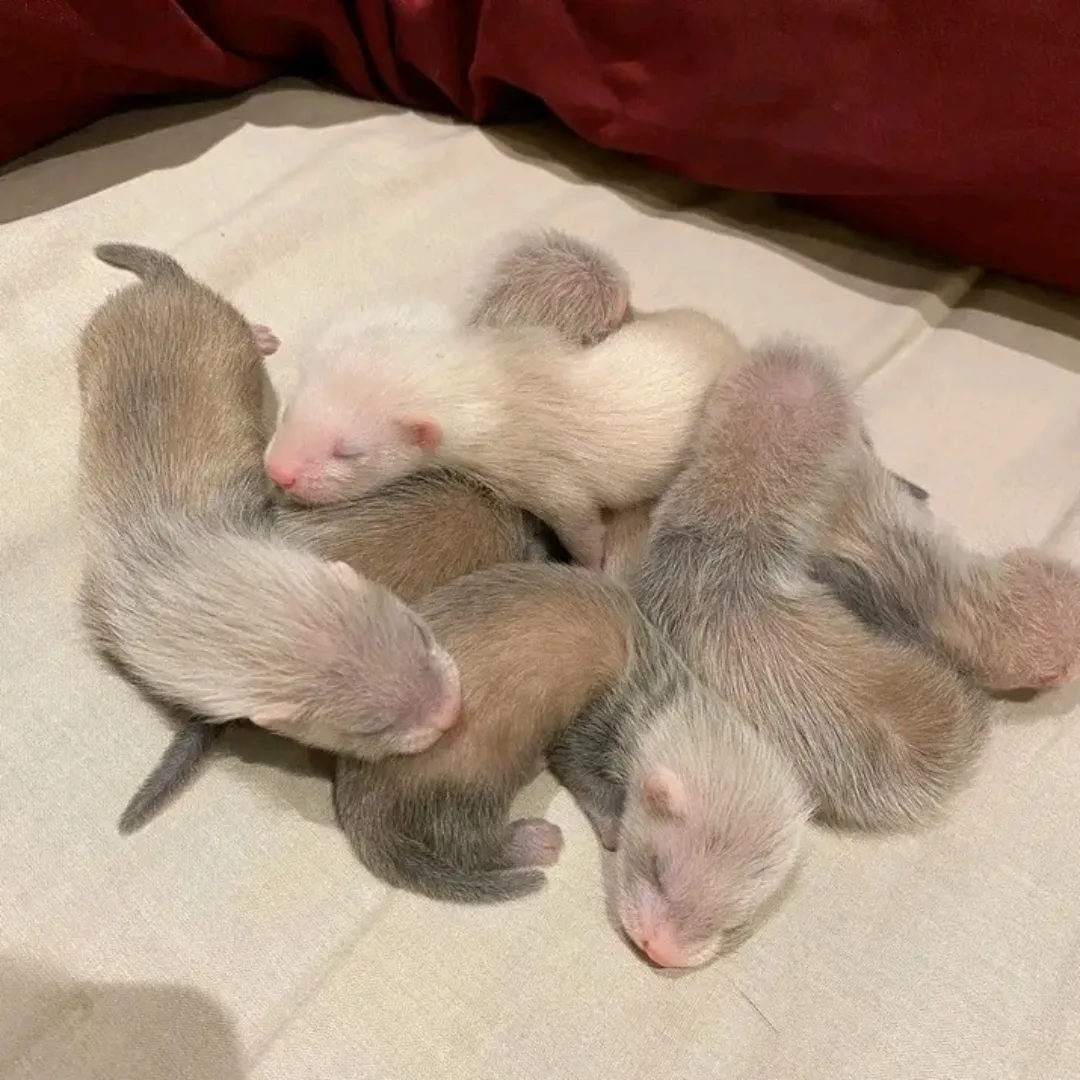 Ferrets Available for Reservation Only - Image 5